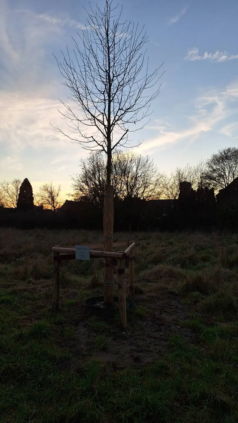 Neugepflanzter Baum im Grüngürtel um Gellep-Stratum (einzelner Baum) h. Legionstraße